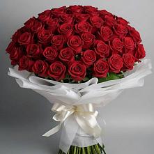 Букет 101 Красная роза Блэк Мэджик в Бородках